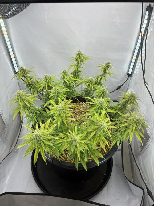 Tropicanna Poison F1 FF Mainline. Week 14