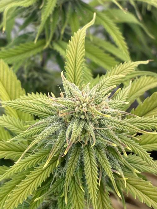 Tropicanna Poison F1 FF Mainline. Week 14