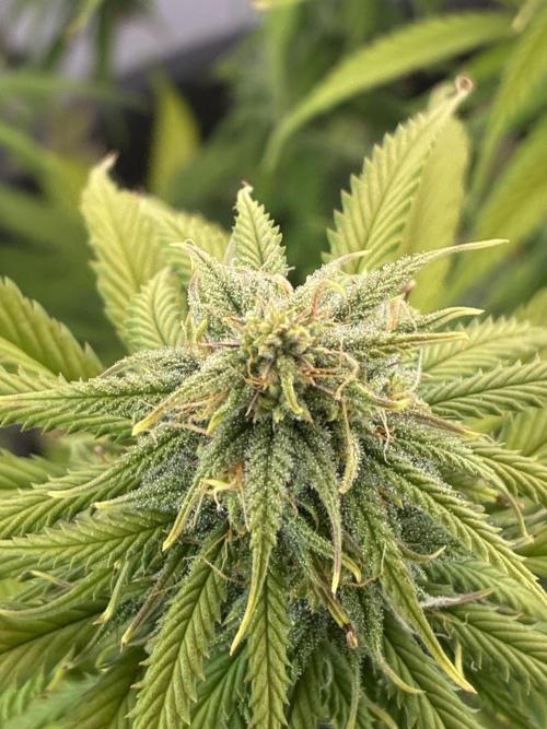 Tropicanna Poison F1 FF Mainline. Week 14