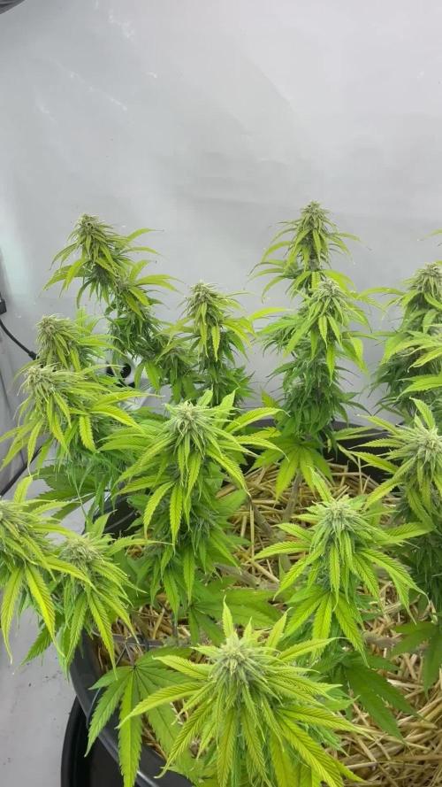 Tropicanna Poison F1 FF Mainline