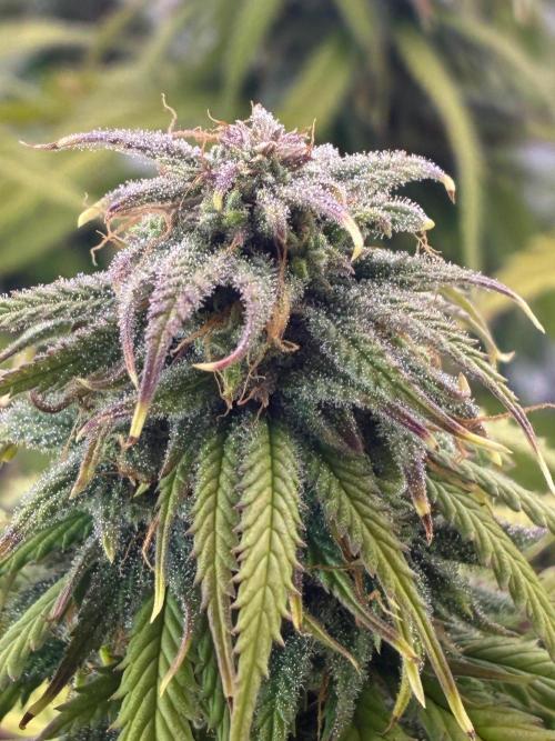 Tropicanna Poison F1 FF Mainline. Week 15