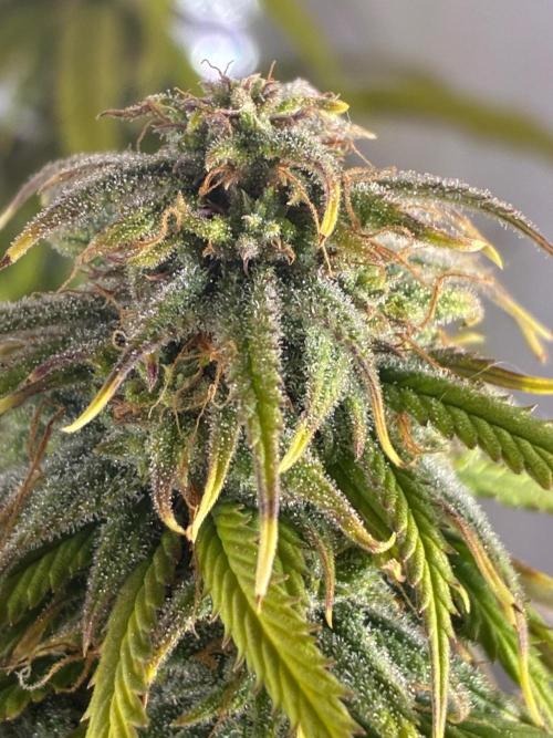 Tropicanna Poison F1 FF Mainline. Week 15