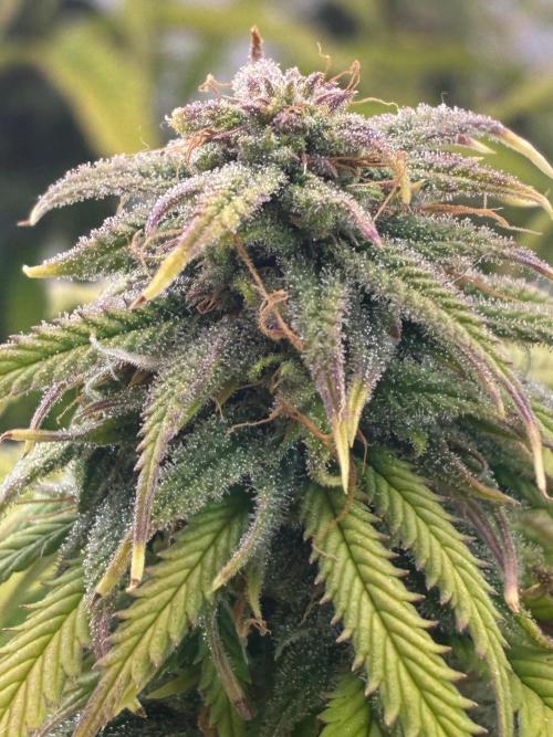 Tropicanna Poison F1 FF Mainline. Week 15