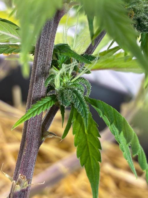Tropicanna Poison F1 Fast Version. Week 15