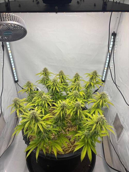 Tropicanna Poison F1 FF Mainline. Week 15
