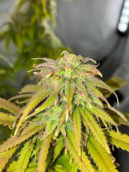 Tropicanna Poison F1 FF Mainline. Week 16