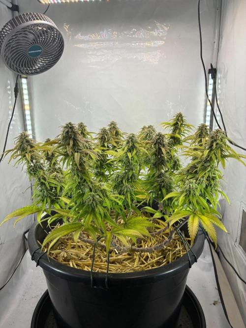 Tropicanna Poison F1 FF Mainline. Week 16