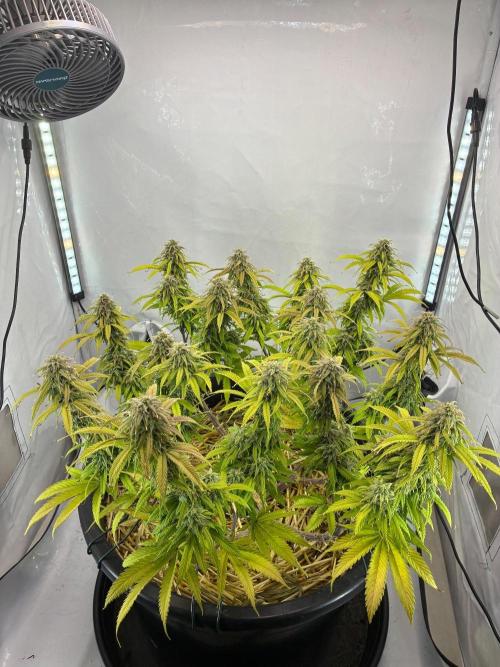 Tropicanna Poison F1 FF Mainline. Week 16