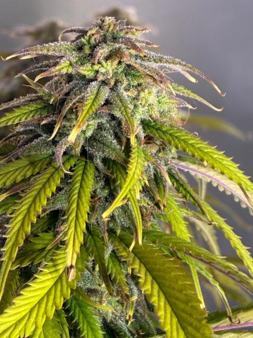 Tropicanna Poison F1 FF Mainline. Week 16