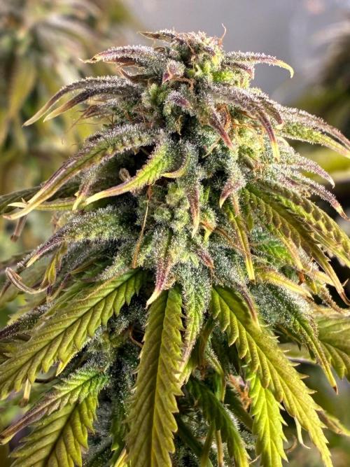 Tropicanna Poison F1 FF Mainline. Week 16
