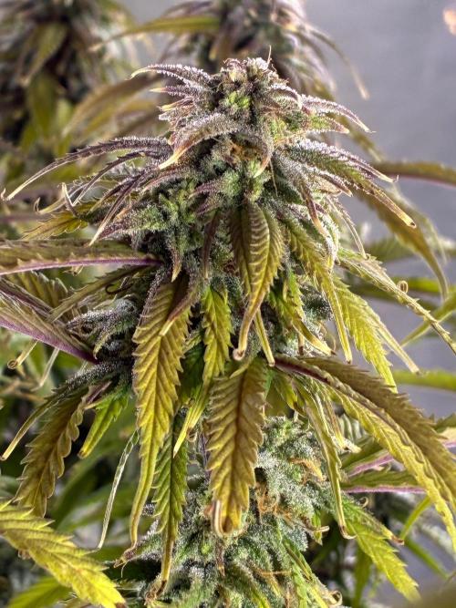 Tropicanna Poison F1 FF Mainline. Week 16