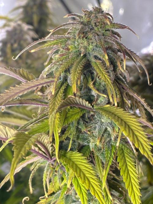 Tropicanna Poison F1 FF Mainline. Week 16