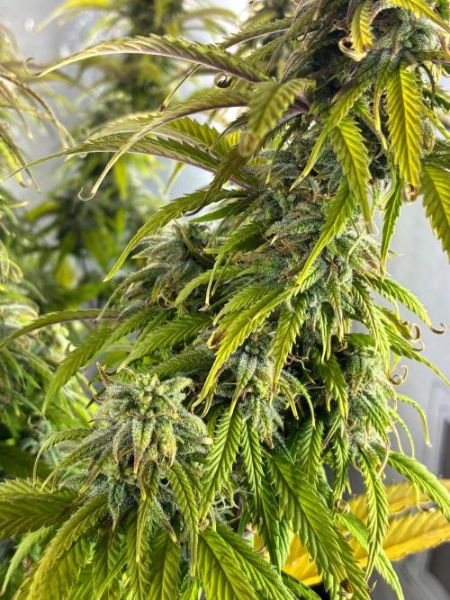 Tropicanna Poison F1 FF Mainline. Week 16