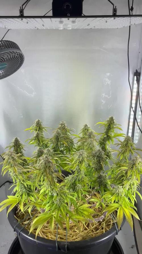 Tropicanna Poison F1 FF Mainline
