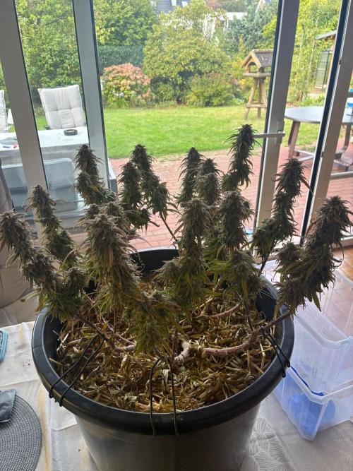 Tropicanna Poison F1 FF Mainline. Week 17