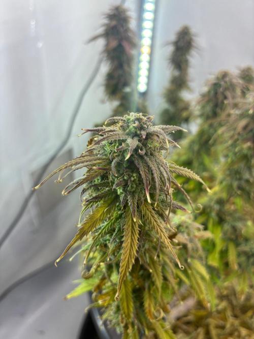 Tropicanna Poison F1 FF Mainline. Week 17