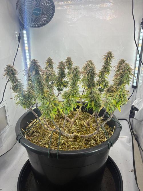 Tropicanna Poison F1 FF Mainline. Week 17