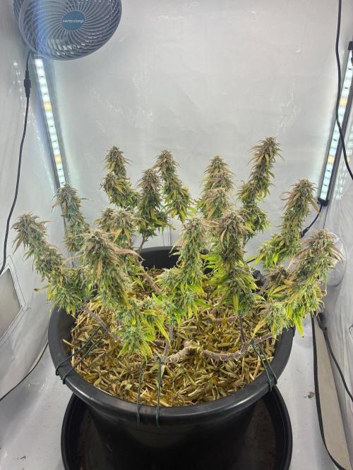 Tropicanna Poison F1 FF Mainline. Week 17