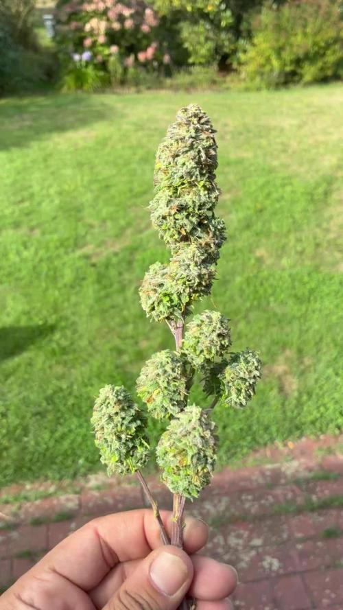 Tropicanna Poison F1 FF Mainline