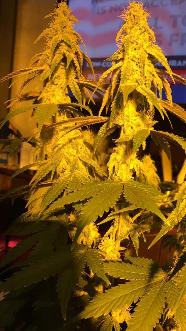 Big Buddha Seeds Bubble Cheese, Big Buddha Seeds Cheese, The Cali