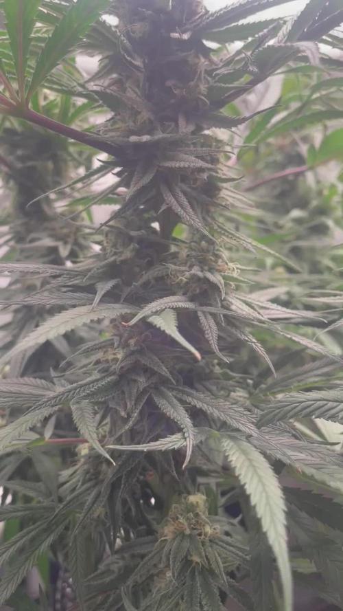 Eternity Grow Cup - Zamnesia Runtz
