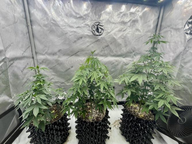 Super Sativa Seed Club - Tester A. Week 11