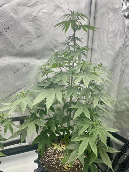 Super Sativa Seed Club - Tester A. Week 11