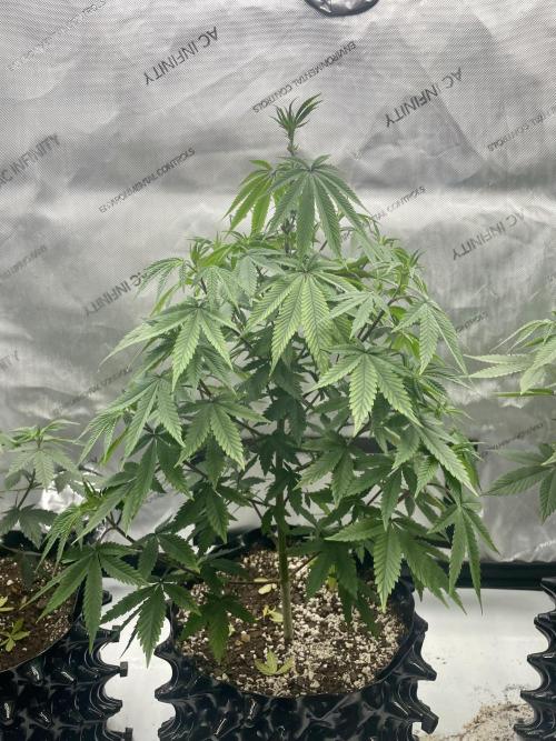 Super Sativa Seed Club - Tester A. Week 11