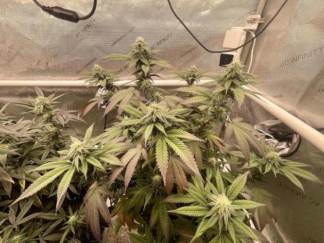 Cherry Poppers - Round #2. Week 5