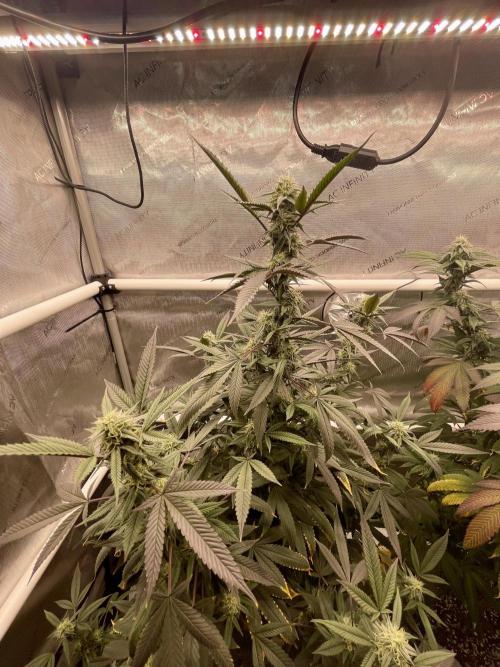 Cherry Poppers - Round #2. Week 5