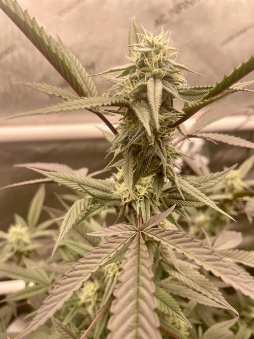 Cherry Poppers - Round #2. Week 5