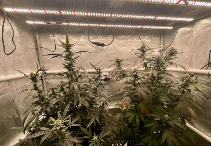 Cherry Poppers - Round #2. Week 5