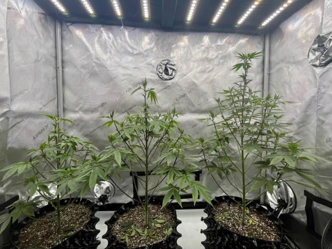 Super Sativa Seed Club - Tester A. Week 12