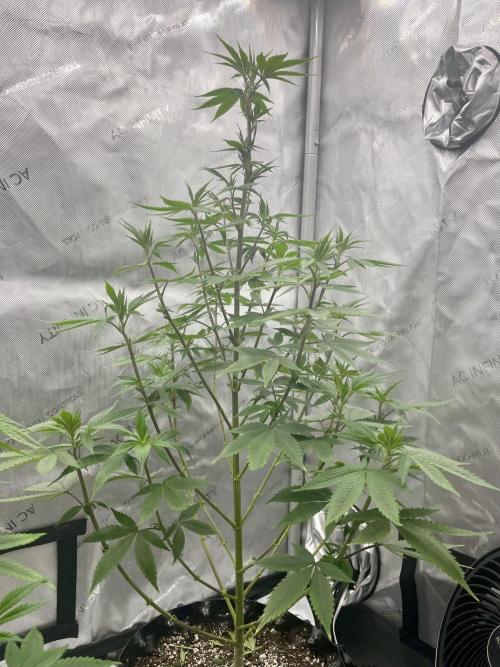 Super Sativa Seed Club - Tester A. Week 12