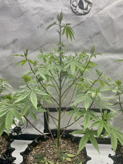 Super Sativa Seed Club - Tester A. Week 12