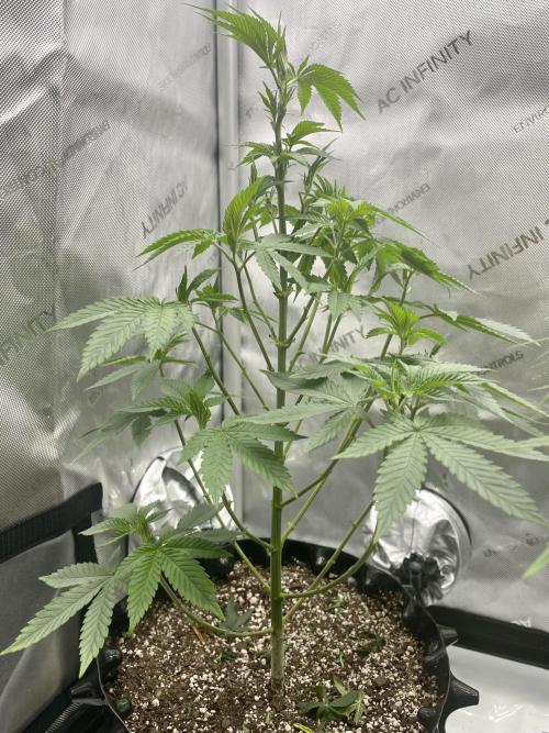 Super Sativa Seed Club - Tester A. Week 12