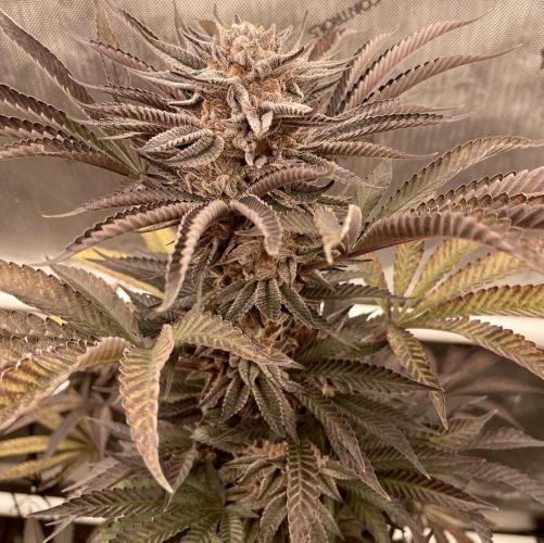 Lemon Orange - Second Grow (To Top or Not?). Week 16