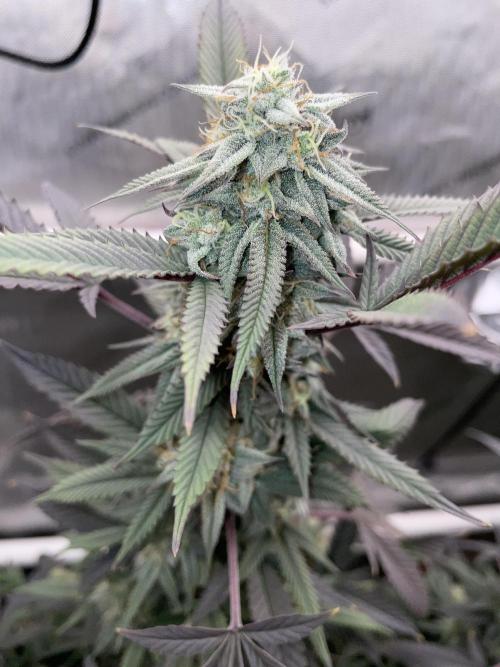 Cherry Poppers - Round #2. Week 7