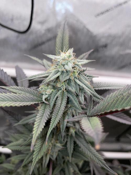 Cherry Poppers - Round #2. Week 7