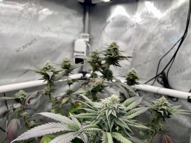 Cherry Poppers - Round #2. Week 7