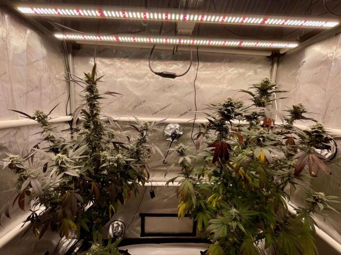 Cherry Poppers - Round #2. Week 7