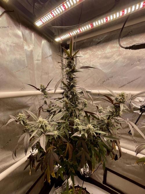 Cherry Poppers - Round #2. Week 7