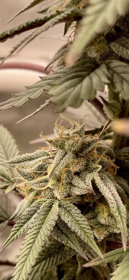 Cherry Poppers - Round #2. Week 7