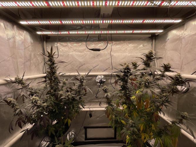 Cherry Poppers - Round #2. Week 9