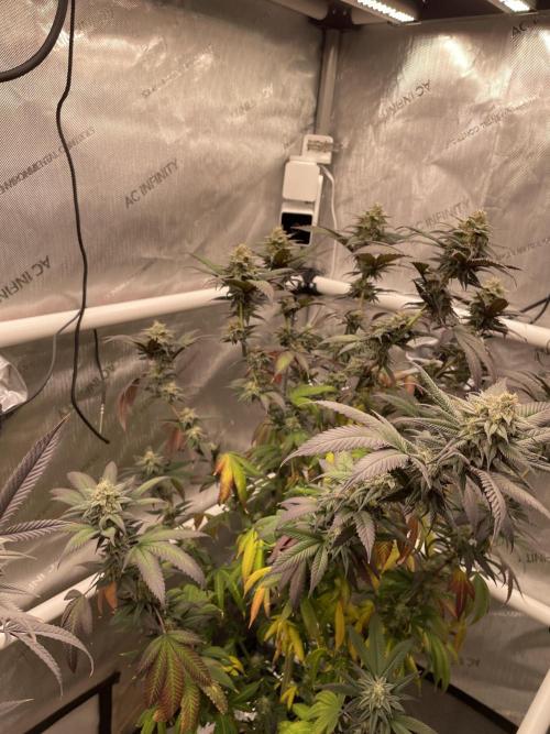 Cherry Poppers - Round #2. Week 9