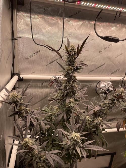 Cherry Poppers - Round #2. Week 9