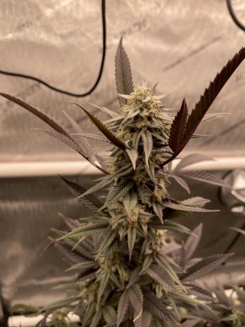 Cherry Poppers - Round #2. Week 9