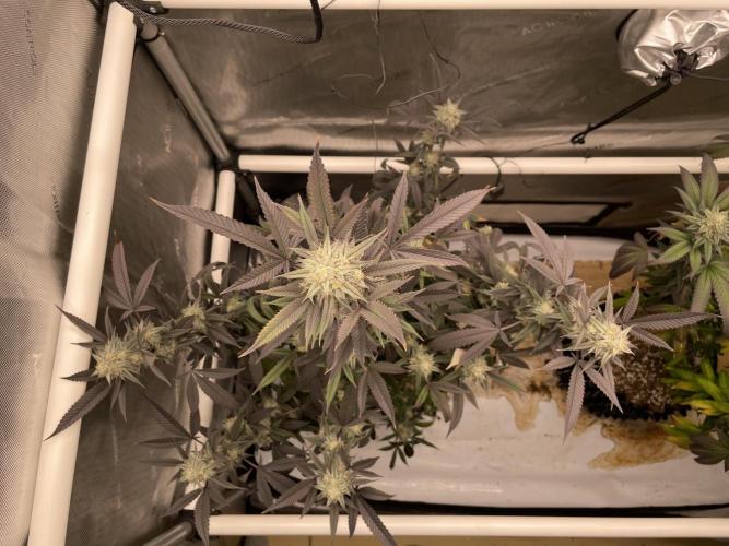 Cherry Poppers - Round #2. Week 9