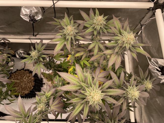 Cherry Poppers - Round #2. Week 9