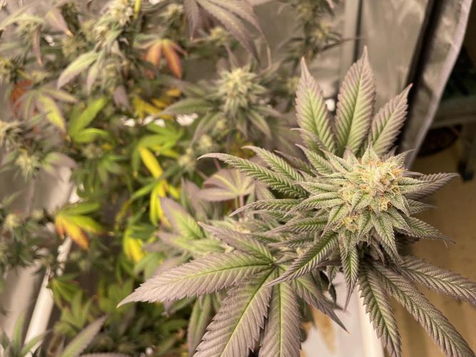 Cherry Poppers - Round #2. Week 9